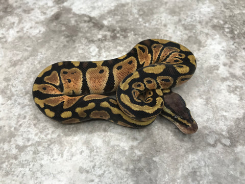 Pastel Het Desert Ghost Het TSK Axanthic