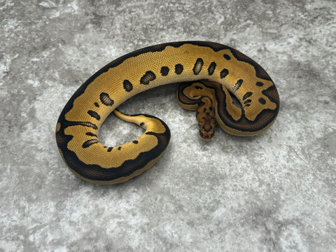 Leopard Clown Het Desert Ghost