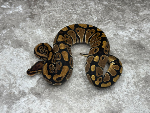 Het Desert Ghost Het Clown