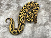 Leopard Yellowbelly Desert Ghost 66% Het Clown or Cryptic