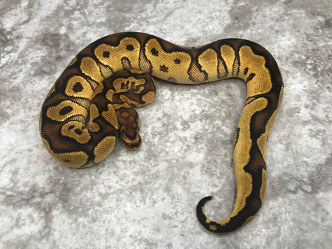 Yellowbelly Orange Dream Clown