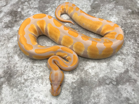 Blackhead Lavender Het Clown