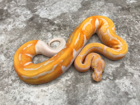 Blade Lavender Pied 66% Het Clown