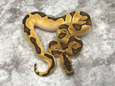 Enchi Orange Dream Yellow Belly Clown