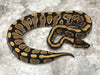 Asphalt Het Clown