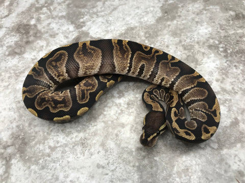 GHI Het Desert Ghost