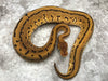 Leopard Pinstripe Yellowbelly Crypton Het Desert Ghost