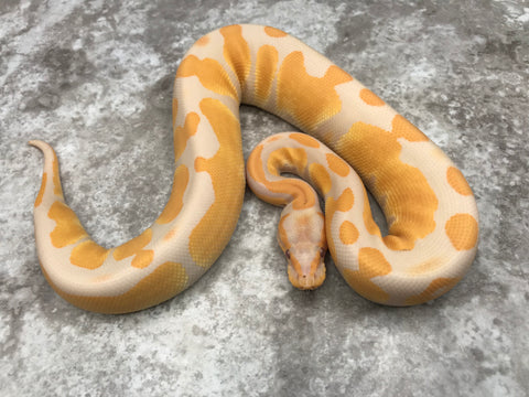 Blackhead Blade Lavender Het Clown