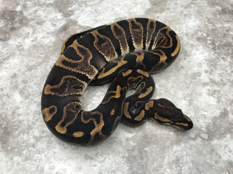 GHI Leopard Het Desert Ghost