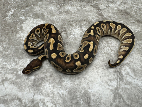 Mojave Yellow Belly Het Desert Ghost