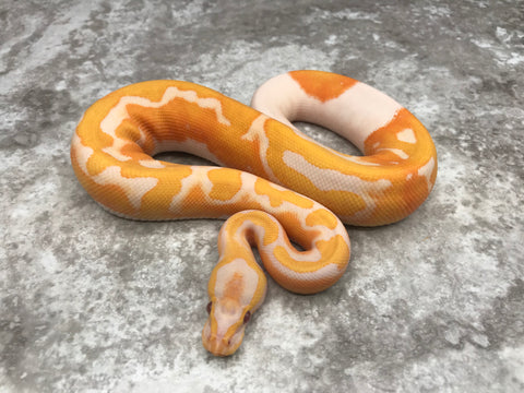 Lavender Pied 66% Het Clown