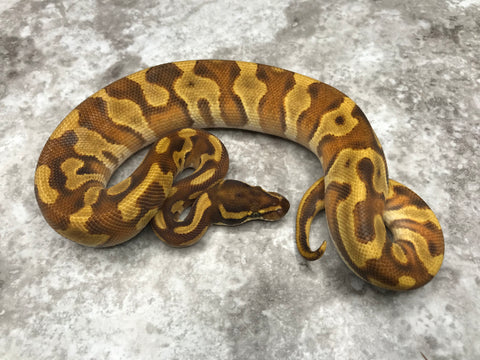 Enchi Mojave Het Desert Ghost