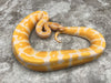 Lavender Het Pied 66% pos Het Clown