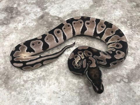 Orange Dream TSK Axanthic
