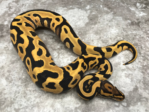 Leopard Yellow Belly Desert Ghost Het Clown or Het Cryptic
