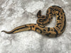 Orange Dream Leopard Het Desert Ghost Het Pied