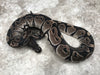 Black Axanthic
