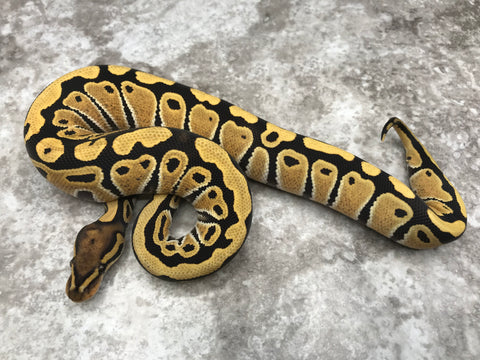 Desert Ghost Het Clown or Het Cryptic
