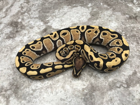Desert Ghost Het TSK Axanthic