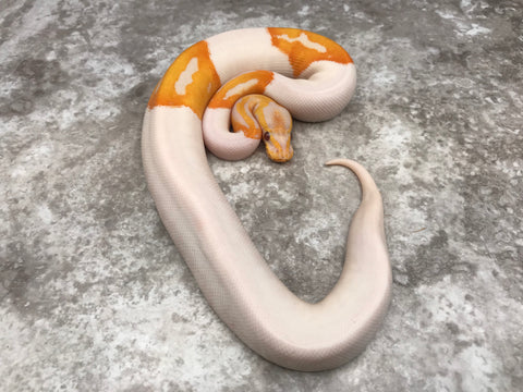 Lavender Pied 66% Het Clown