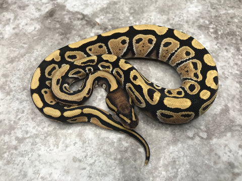 Desert Ghost Het TSK Axanthic