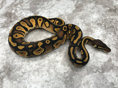 Pastel Black Head 66% pos Het Pied 50% pos Het Lavender