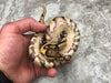 Yellow Belly Desert Ghost Het Clown
