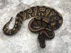 Black Head Asphalt Het Clown