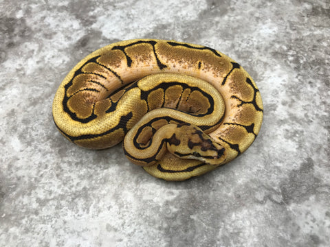 Spider Het Hypo Het Clown