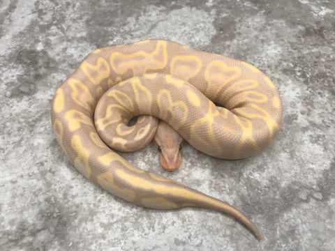 GHI Leopard Super Banana