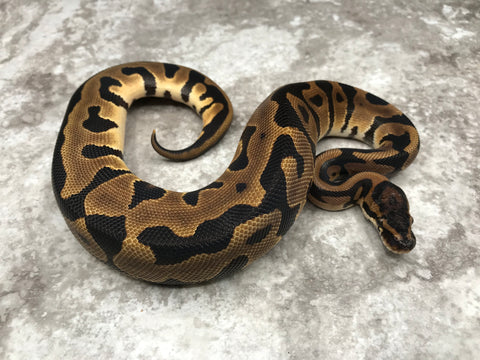 Leopard Het Desert Ghost Het TSK Axanthic Het Clown OR Cryptic