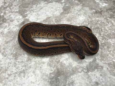 Super Black Head Pinstripe Het Desert Ghost