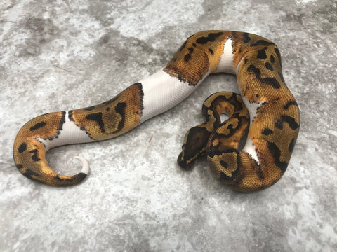 Pied 50% pos Het Ultramel