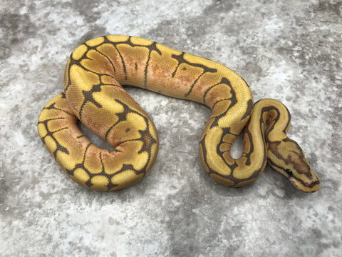 Hypo Spider Het Clown