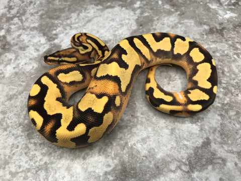 Fire Orange Dream Yellow Belly Enchi Het Pied