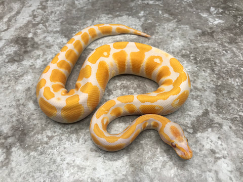 Lavender Het Pied 66% pos Het Clown