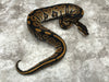 Black Head Het G-Stripe 66% Het Hypo