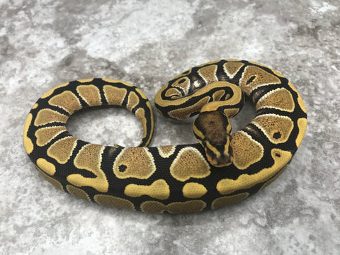 Desert Ghost Het Clown