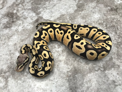 Pastel Desert Ghost Het TSK Axanthic