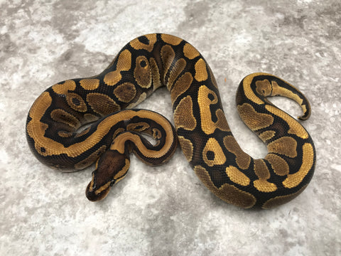 Red Stripe Het Clown