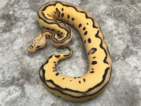 Pastel Leopard Desert Ghost Clown