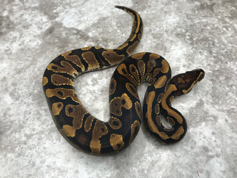 Asphalt Het Desert Ghost Het Clown