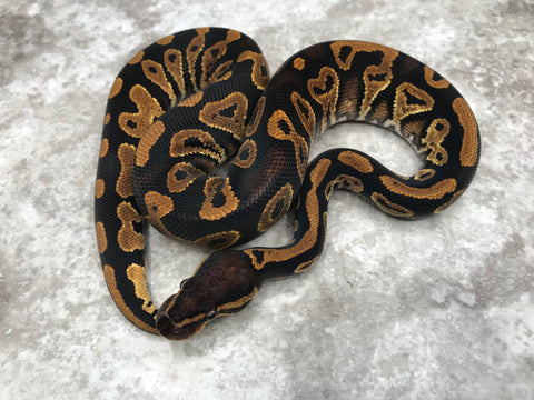 Black Head Asphalt Het Clown Het Lavender