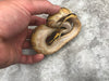 Black Head Super Enchi Asphalt Het Clown