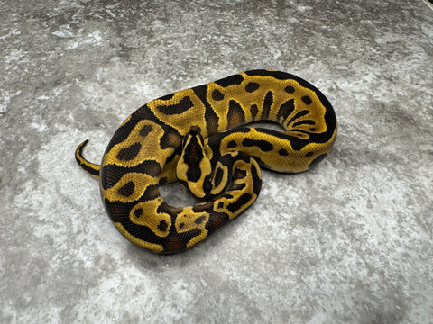 Leopard Enchi Yellow Belly Het Clown