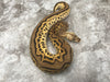 Black Head Pastel Leopard Clown