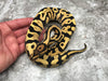 Leopard Yellow Belly Desert Ghost Het Clown OR Het Cryptic