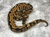 Leopard Orange Dream Yellowbelly Het Clown