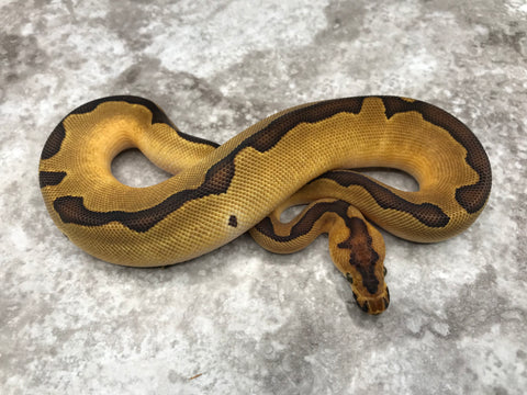 Enchi Clown