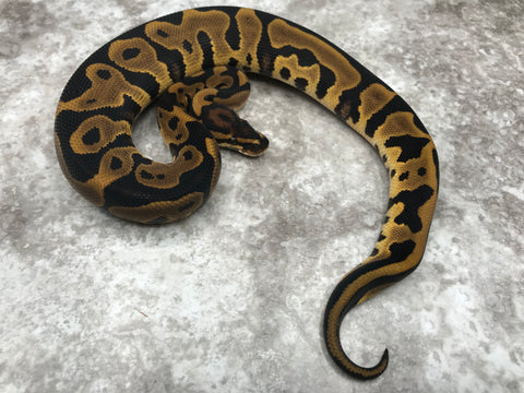Leopard Yellow Belly Het Desert Ghost Het Cryptic OR Clown
